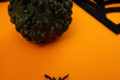 Halloween-18-Araignée-Citrouille_