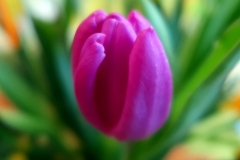 Oeufs-de-Pâques-Tulipe